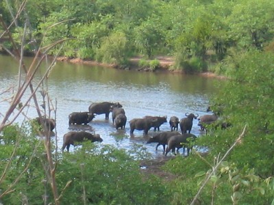 Parc Kruger, buffles