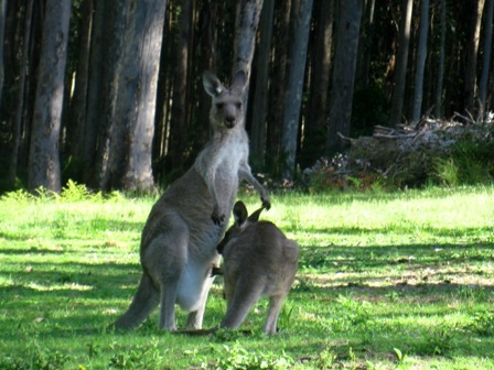 Australie -Kangourous