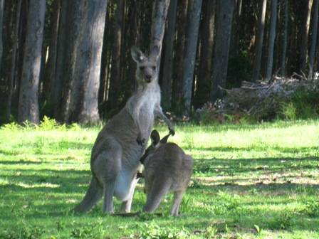 Des kangourous, un des symboles de l'Australie Des kangourous, un des symboles de l'Australie